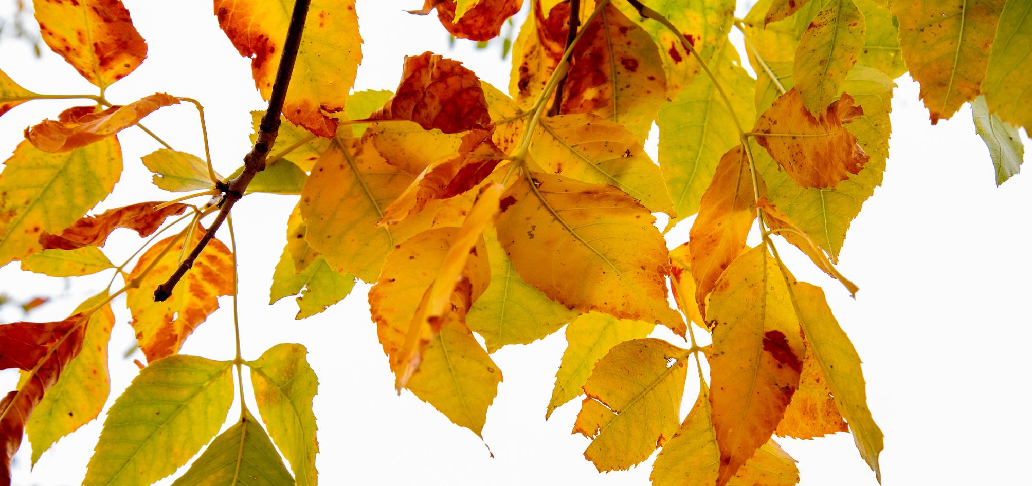 close up of fall leaves on tree branch
