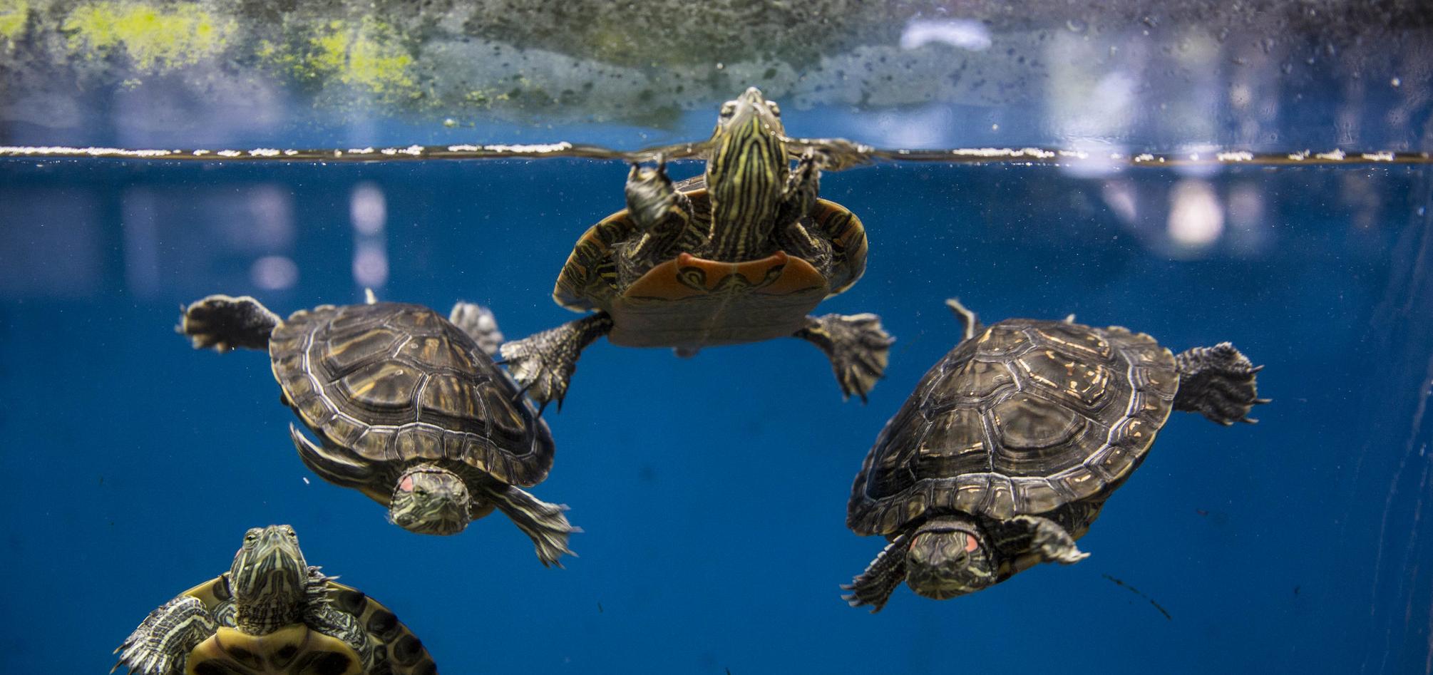 turtles swimming in aquarium
