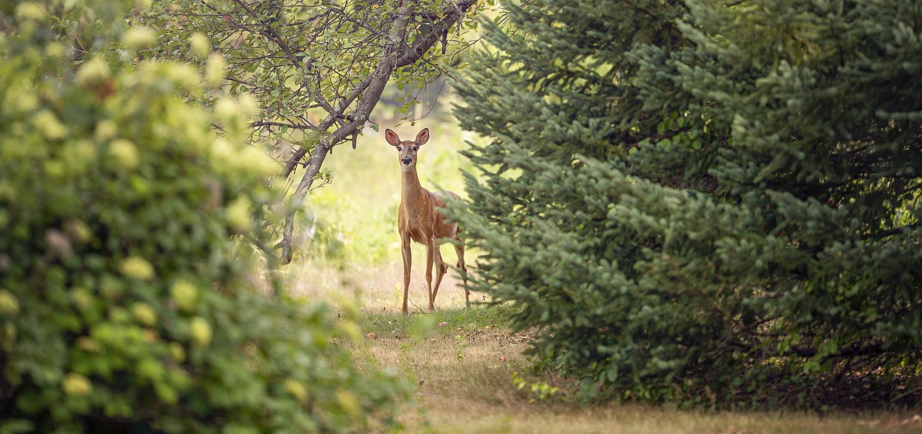 deer peering through trees